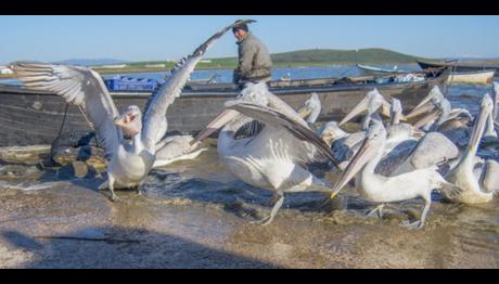 Pelikanlar Köylülerin Peşini Bırakmıyor