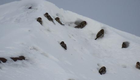 Kış ziyaretçilerinden farklı davranışlar: Huş isketesi delikleri