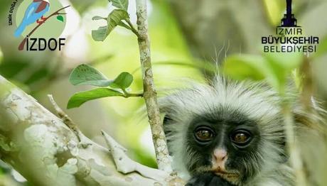 İzdof Etkinliği / Ömer Kulaçoğlu