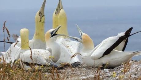 Dünyanın En Yalnız Kuşu Nigel Hayatını Kaybetti
