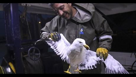 Finlandiya'da halkalanan martı Kastamonu'da balıkçı teknesine kondu