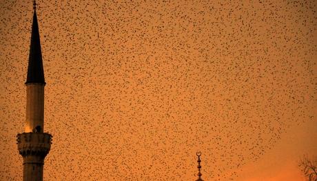 Kuşların dünyadaki manyetik alanı nasıl gördüklerini anlıyoruz 