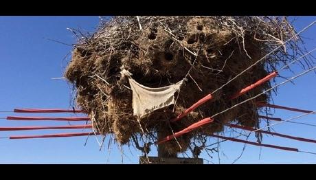 `Göçmen Kuşlar Ölmesin` Projesi