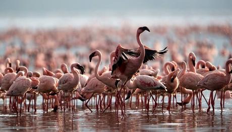 Tanzanyada On Yıllık Mücadeleyi Flamingolar Kazandı