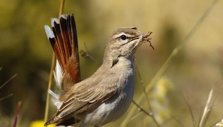 Kuş Türlerinin Dağılımı Modelleniyor