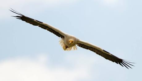 Küçük Akbabalar Afrika'dan Türkiye'ye Ulaştı