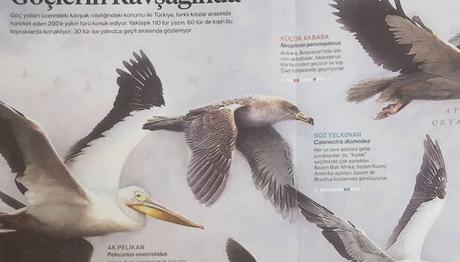 Göçlerin Kavşağında