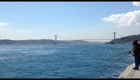 İstanbul Boğazı'nda Yelkovan Bolluğu Üzücü Durumda