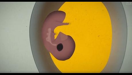 Yumurtanın İçinden