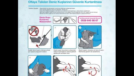 Oltaya Takılan Deniz Kuşlarının Güvenle Kurtarılması