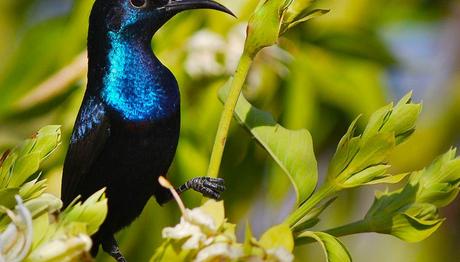 Nadir Kuş Tüyleri Saplantısı Nasıl Suça Dönüştü? 