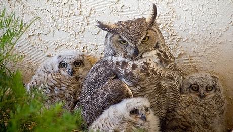 Bu Baykuş Yavrularının İki Anne ve Bir Babası var 