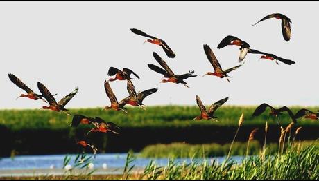 Kuş Cenneti Çeltikçi Kuşlarıyla Rengarenk