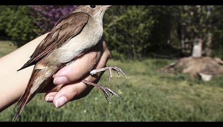 Bülbülün ömrü Türkiye yolunda geçti