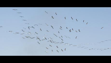 Pelikan Sayımı Uluslararası Basında