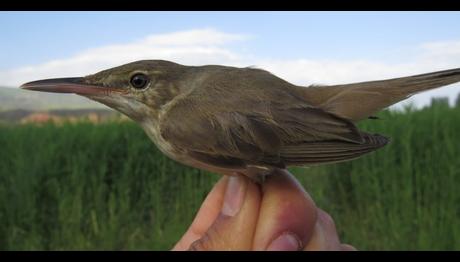 Türkiye'de ilk ! Basra Kamışçını