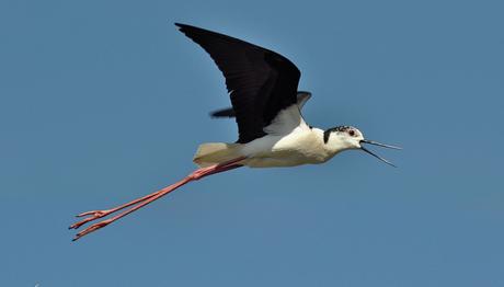 Türkiye'nin Çatısında Yaban Hayatı