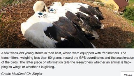 Sonbaharda Hangi Leyleklerin Afrika'ya Göç Edeceği Tahmin Edilebilir