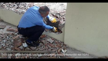 Kuşlar, Yıkım Sırasında Kurtarıldı