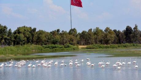 Aliağa Kuş Cennetini Flamingolar Renklendiriyor