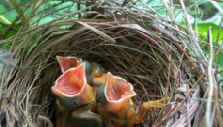 Gerçek Habitat En İyisi Ama Restorasyon Büyük Fark Yaratabilir