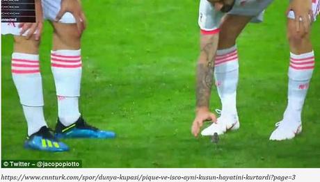 Pique ve Isco Aynı Kuşun Hayatını Kurtardı