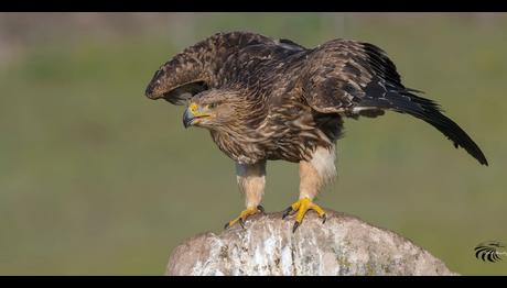 Akbaba Gözlem Merkezi açılışı 