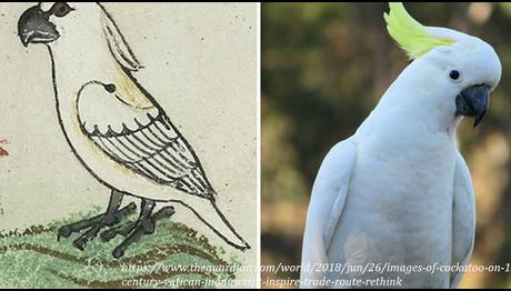 13. Yüzyıl Vatikan Kitabındaki Papağan, Ticaret Yollarını Düşündürüyor