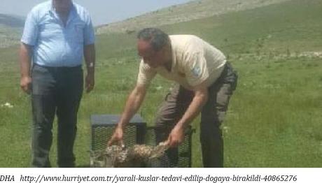 Yaralı Kuşlar Tedavi Edilip Doğaya Bırakıldı