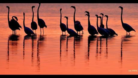 Çekim Sırasında Rahatsız Olan Flamingolar Yumurtaları Terk Etti