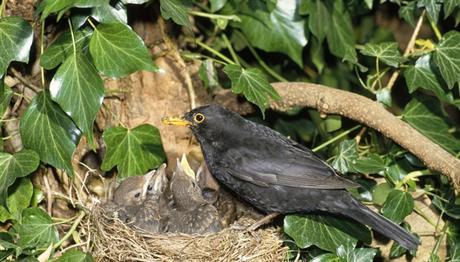 Neden bazı ötücüler yavrularını yuvadan atar? 