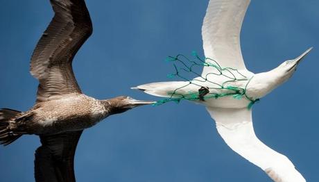 Yeşil Işıklar, Kuşlar ve Kaplumbağaların Balık Ağlarında Hedef Dışı Yakalanmalarını Azaltabilir 