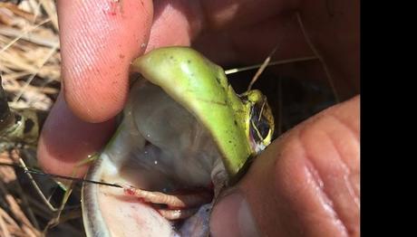 Bir kuşun sinyal gönderdiği son yer başka bir hayvanın midesi olursa....