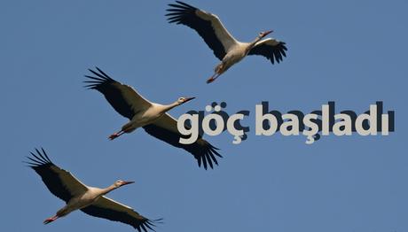 SONBAHAR GÖÇÜ BAŞLADI