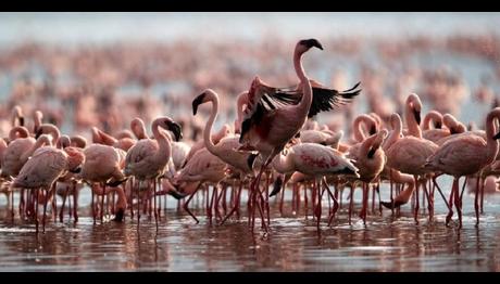 Türkiye Kuşunu Seçti