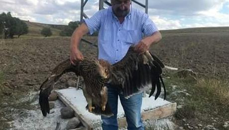 Yavru Şah Kartalın Sonu