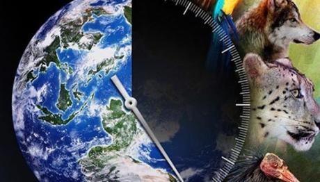 %70'i Kümes Tavukları ve Çiftlik Kuşları