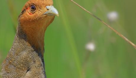 DoĞada Görüntü Avcılığı Yarışması