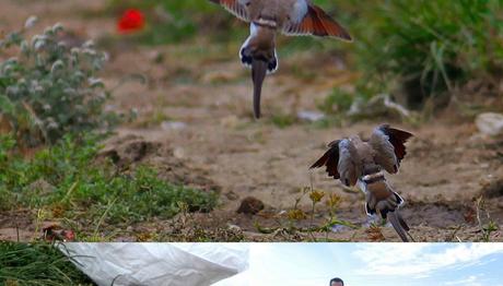ÇUKUROVADA KAP KUMRUSU HEYECANI