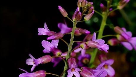 Yeni Tür `Noccaea ali-atahanii`