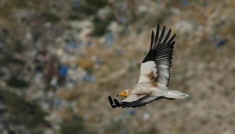 Sonbahar Yırtıcı Göçü İzleme Çalışması