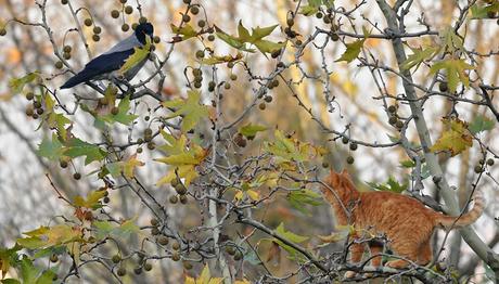 Yeni Zelanda'da Yaban Hayatının Korunması İçin Kedi  Beslemek Yasaklanıyor
