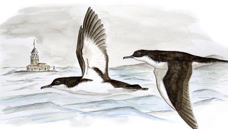 Avrupa Üreyen Kuş Atlası Kitabı İçin İllüstrasyonlar Tamamlanıyor