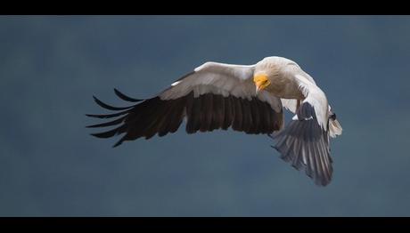 Yüz Binden Fazla Yırtıcı Kuş Adanadan Geçti!