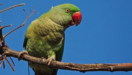 Belki Üstümüzden Bir Papağan Geçer