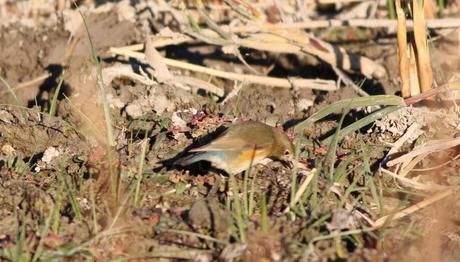 Bomba Tür, İlk Foto kayıt