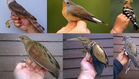 Örnek haber adı gelecek.