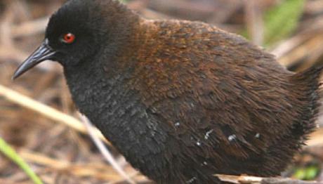 Dünyanın uçmayan en küçük kuşunun kökleri ortaya çıkıyor 