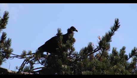 Bolu'da yeni kara akbaba kolonisi tespit edildi