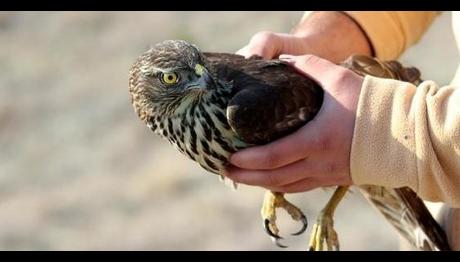 Özgürlüğe Kanat Çırptılar